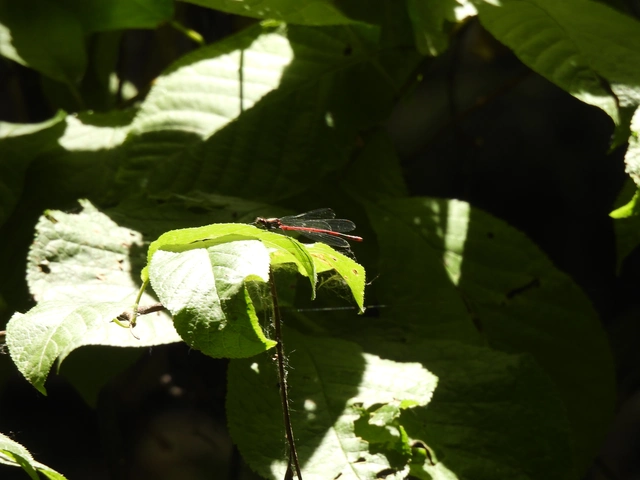 Pyrrhosoma nymphula interposita - vörös légivadász