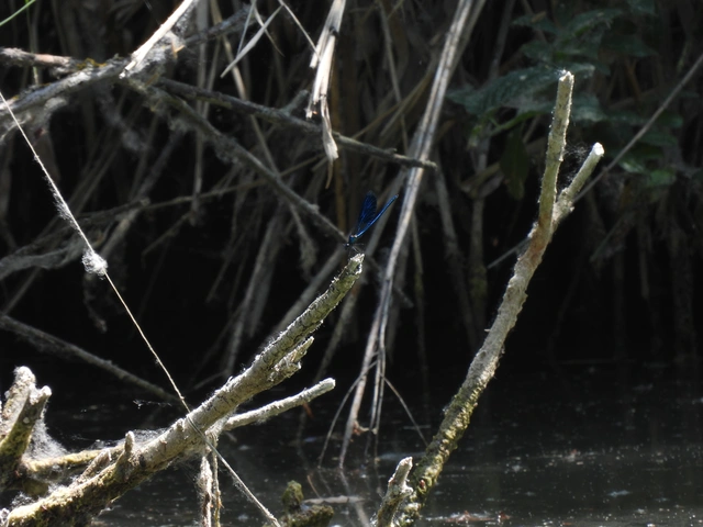 Calopteryx splendens - sávos szitakötő