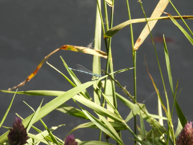 Coenagrion puella - azúrkék légivadász