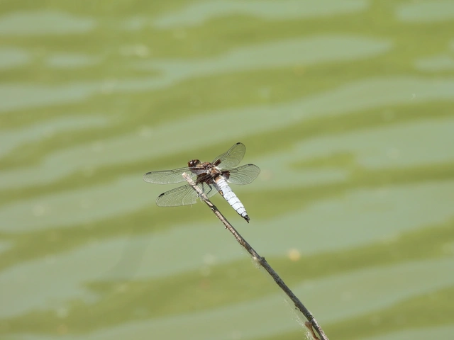Libellula depressa - széles laposacsa
