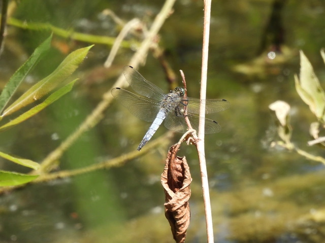 Orthetrum cancellatum - feketefarkú pásztorszitakötő