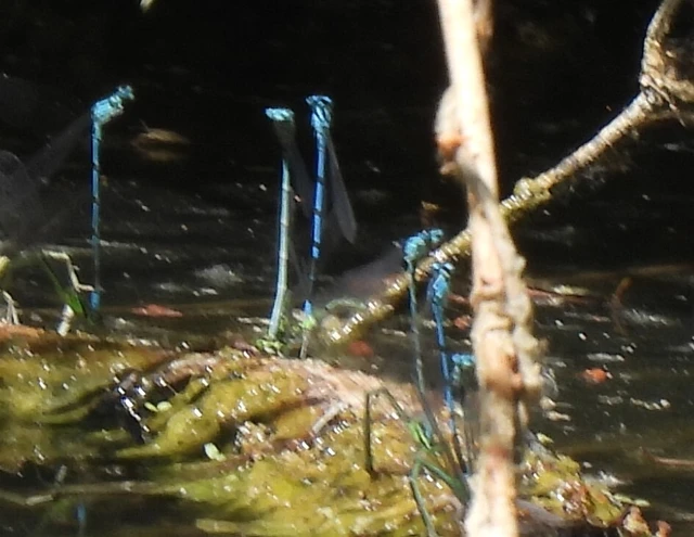 Coenagrion puella - azúrkék légivadász