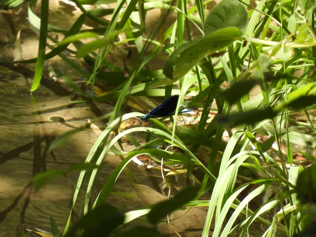 Calopteryx virgo - kisasszony-szitakötő