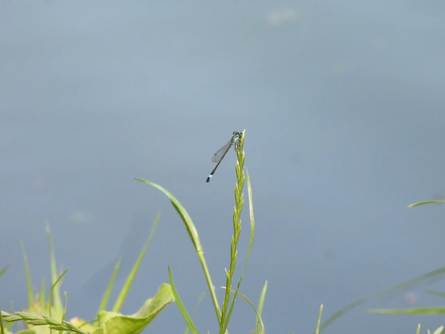 Ischnura elegans pontica - kéköves légivadász
