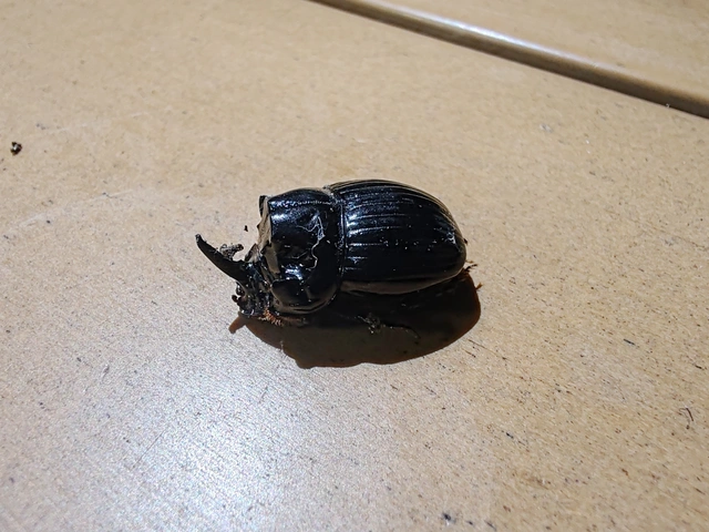 Copris lunaris - közönséges holdszarvú-ganéjtúró