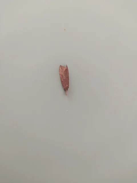 Hypena rostralis - közönséges karcsúbagoly