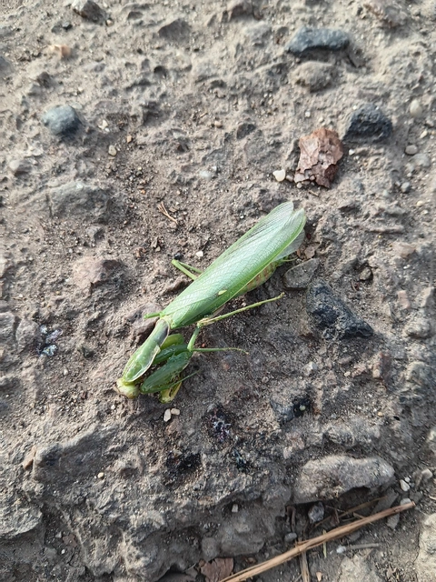Mantodea - Fogólábúak