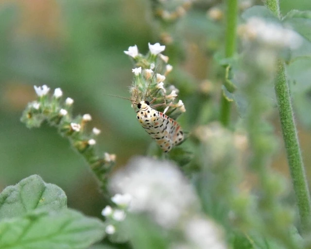 Utetheisa pulchella - vérpettyes medvelepke