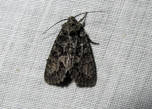 Dryobotodes monochroma - szürke tölgybagoly