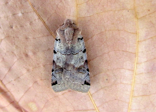 Anchoscelis litura - tarka őszibagoly
