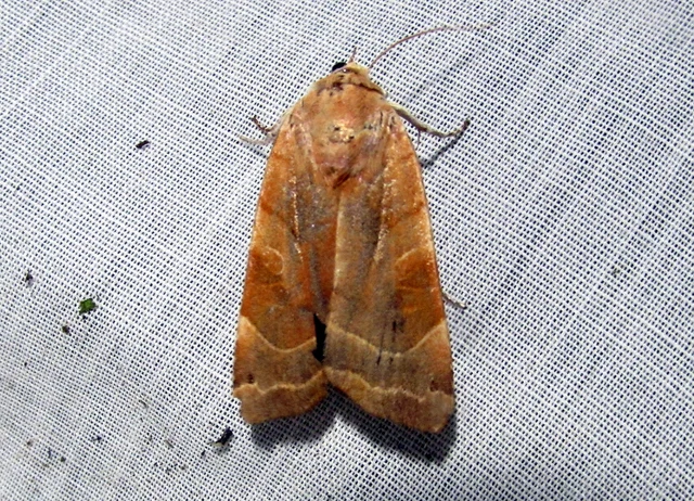 Noctua fimbriata - szélessávú sárgafűbagoly