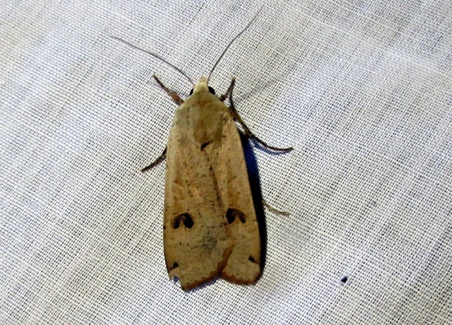 Noctua pronuba - nagy sárgafűbagoly