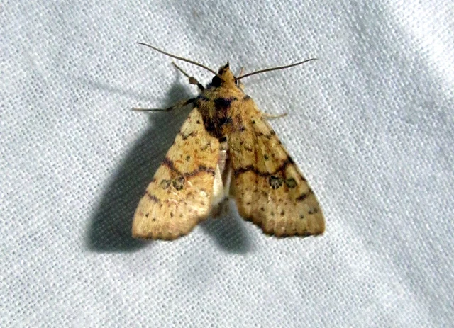Tiliacea sulphurago - kénes sárgabagoly