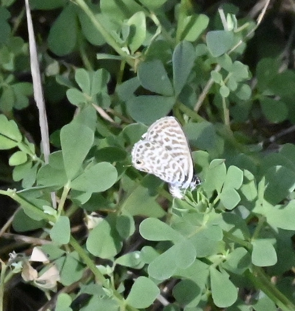 Leptotes pirithous - déli boglárka