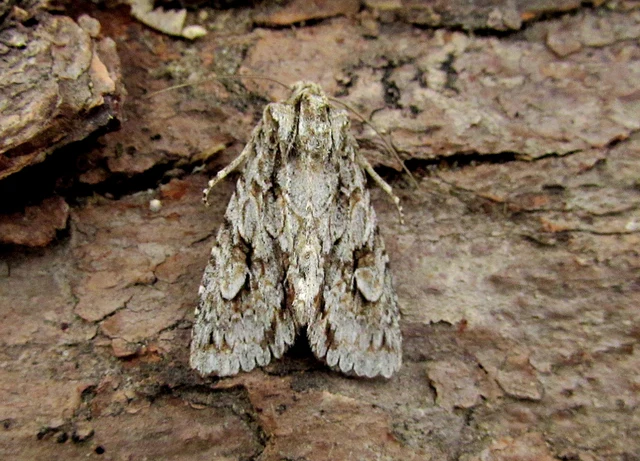 Meganephria bimaculosa - kétfoltos szilbagoly