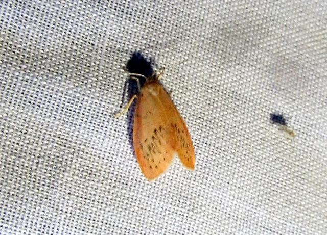 Miltochrista miniata - piros medvelepke