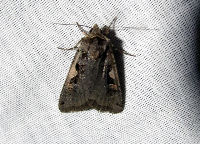 Xestia c-nigrum - c-betűs fűbagoly
