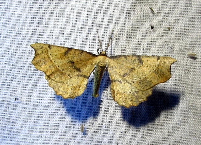 Artiora evonymaria - kecskerágó-araszoló
