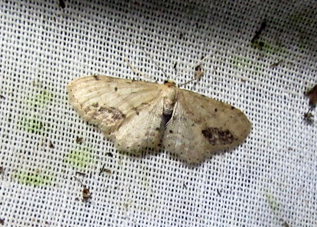 Idaea dimidiata - gyakori apróaraszoló