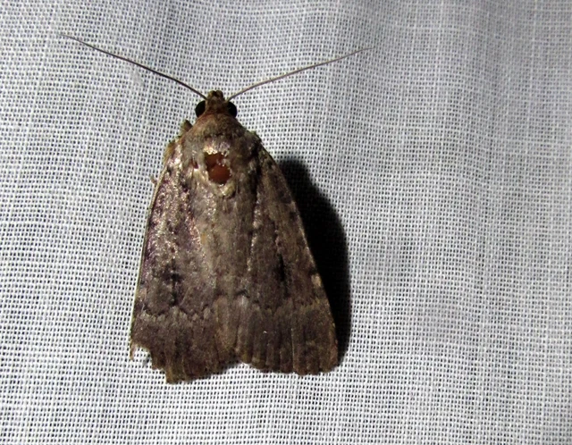 Amphipyra berbera/pyramidea