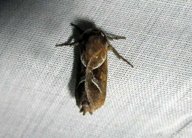 Triodia sylvina - kis gyökérrágólepke