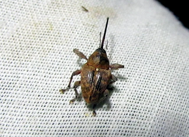 Curculio glandium - tölgymakkzsuzsóka