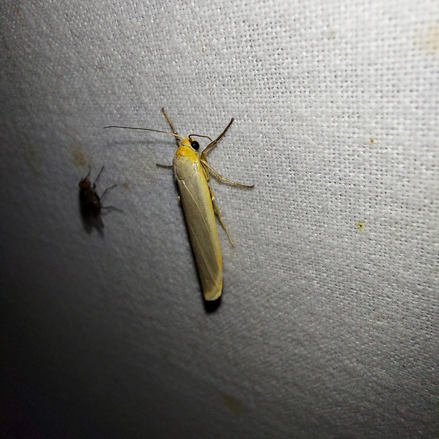 Eilema complana - közönséges zuzmószövő