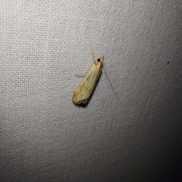 Euchromius ocellea - ezüstcsíkos mozaikmoly