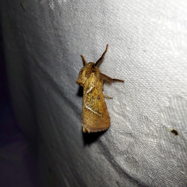 Triodia sylvina - kis gyökérrágólepke