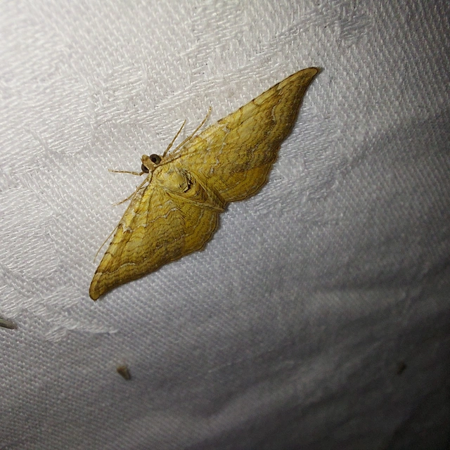 Camptogramma bilineata - kétvonalas sávosaraszoló
