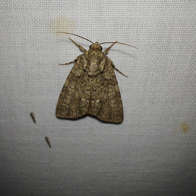 Acronicta rumicis - sóska-szigonyosbagoly Acronicta rumicis - sóska-szigonyosbagoly