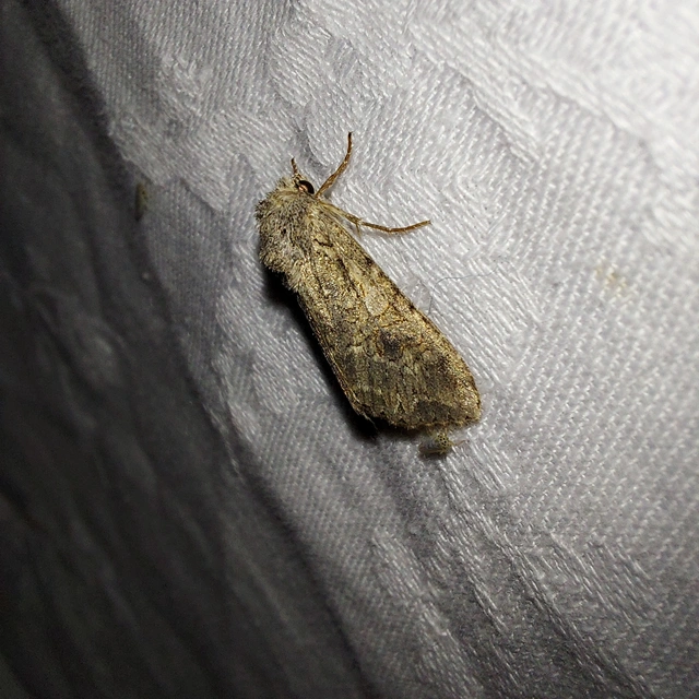 Hadula trifolii - lóherebagoly