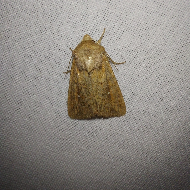 Mythimna albipuncta - fehérpettyes rétibagoly