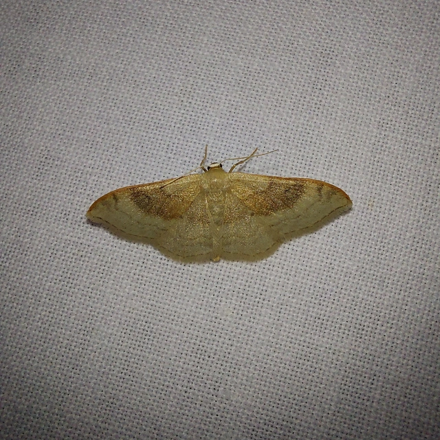 Idaea degeneraria - barnasávos araszoló