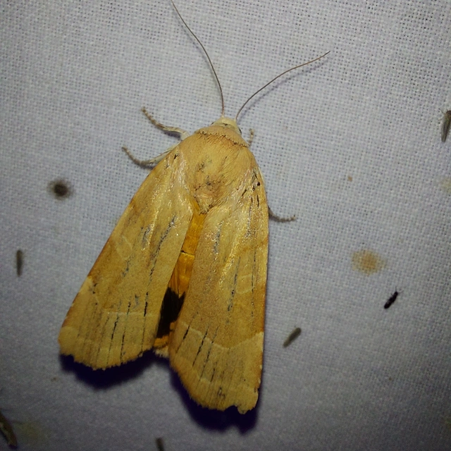Noctua fimbriata - szélessávú sárgafűbagoly