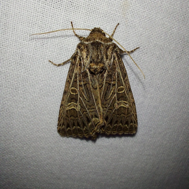 Tholera decimalis - közönséges fésűsbagoly