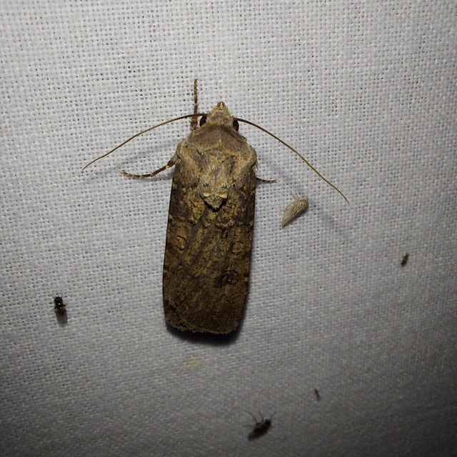 Agrotis segetum - vetési földibagoly
