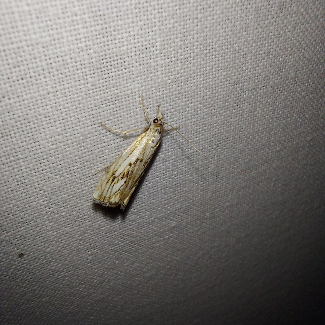 Catoptria falsella - hálós fűgyökérmoly