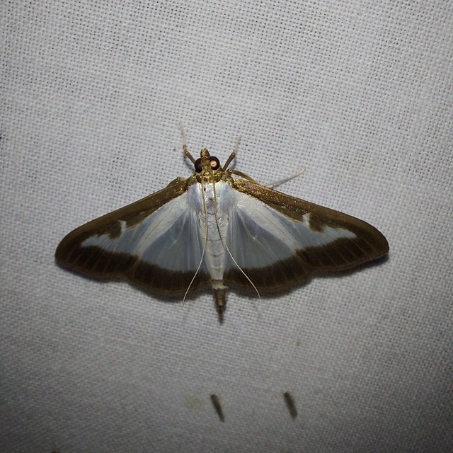 Cydalima perspectalis - puszpáng-tűzmoly