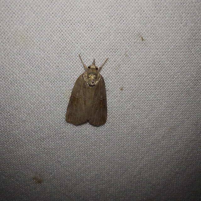 Nycteola asiatica - nyárfa-trapézbagoly