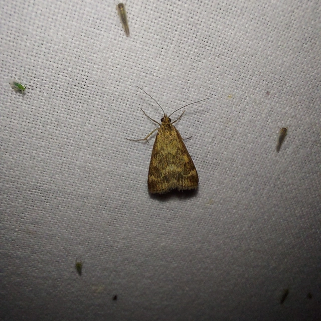 Pyrausta despicata - réti bíbormoly