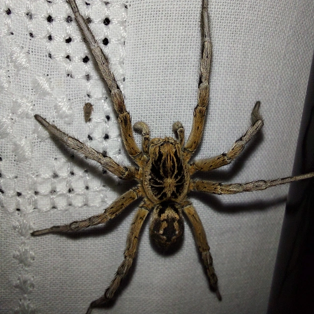 Geolycosa vultuosa - pokoli cselőpók