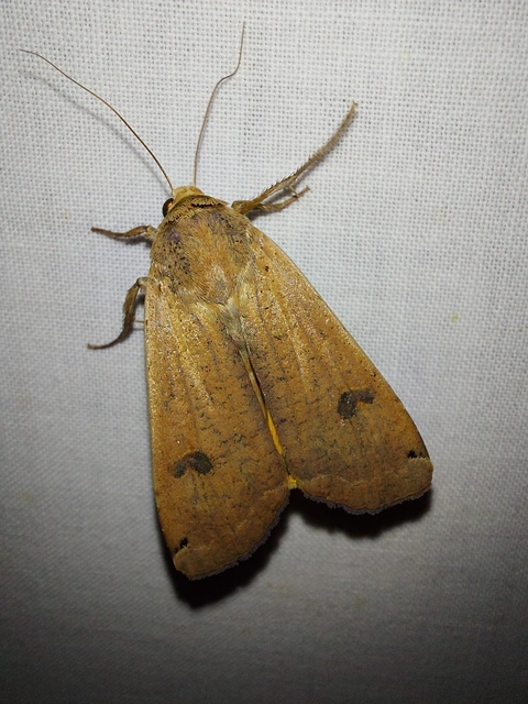 Noctua pronuba - nagy sárgafűbagoly