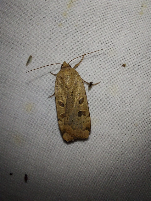 Noctua interposita - köztes sárgafűbagoly