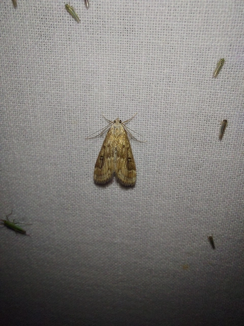 Parapoynx stratiotata - közönséges vízimoly