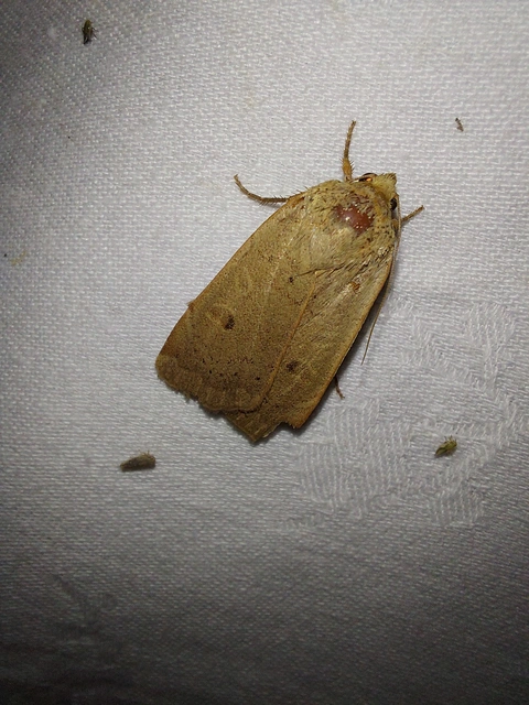Noctua comes - kis sárgafűbagoly