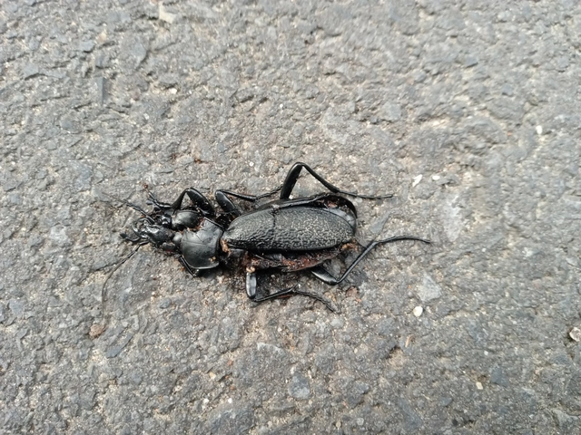 Carabus coriaceus - bőrfutrinka