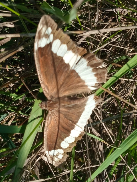 Brintesia circe - fehéröves szemeslepke