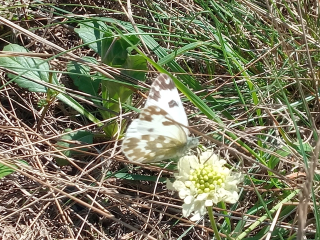 Pontia edusa - rezedalepke