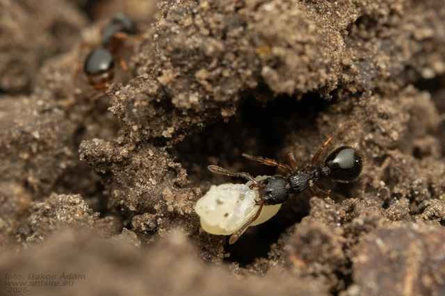 Myrmecina graminicola - ráncoshangya